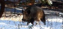 Wild boar in a European wood