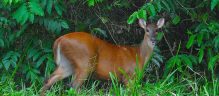 Brocket deer
